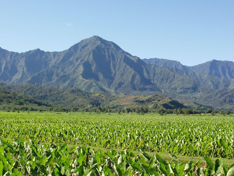 Taro Field with Mountains — Green