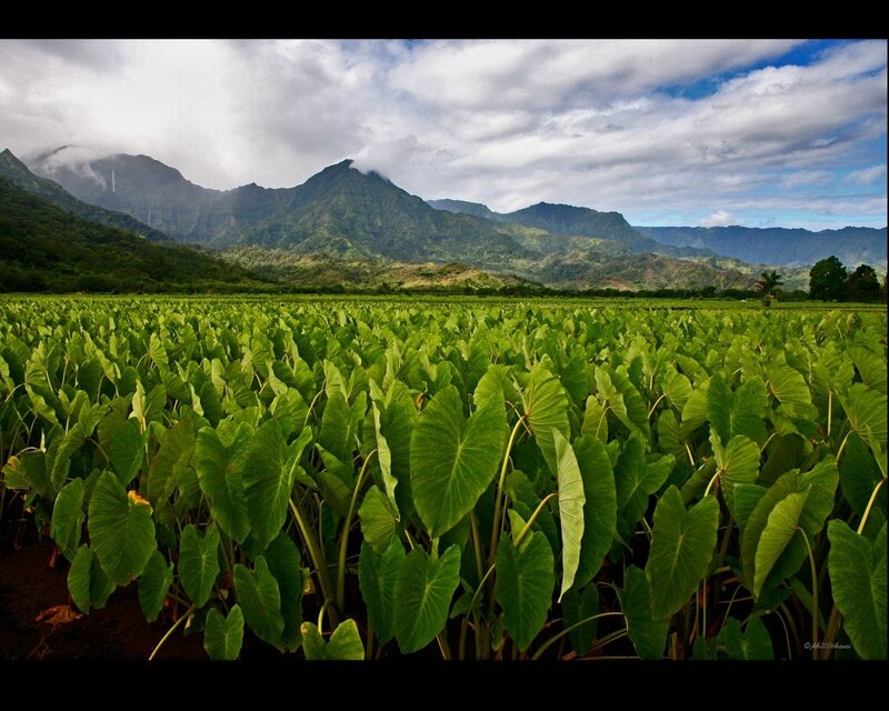 Taro field with mountains