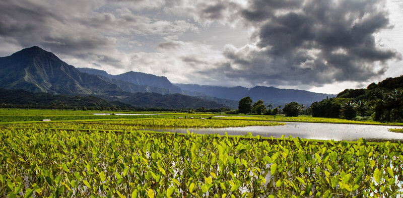 Taro Fields in Valley