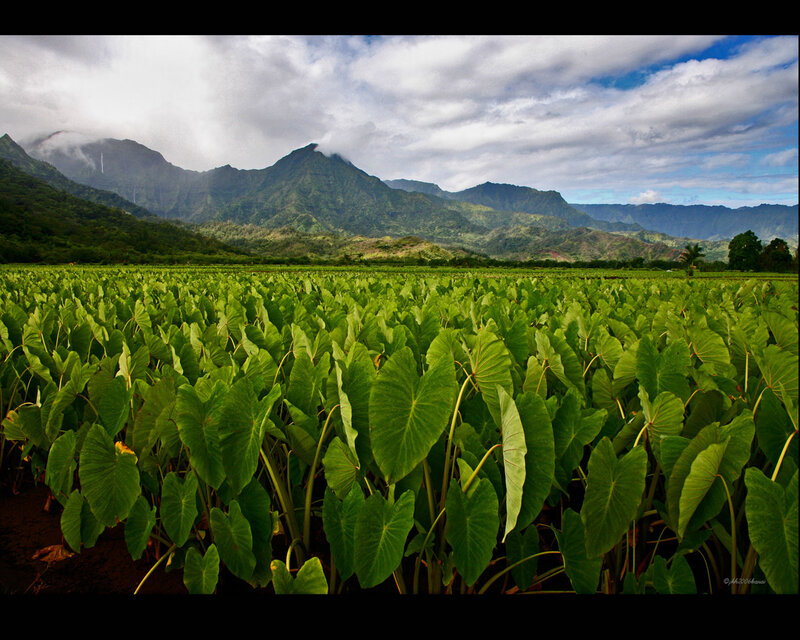 Taro Plant Field