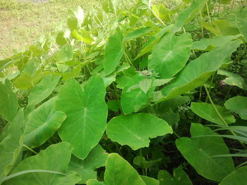 Taro Plant Leaves — Green