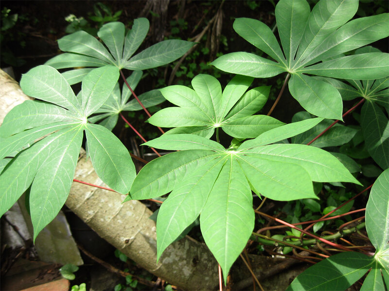 Taro Plant Leaves