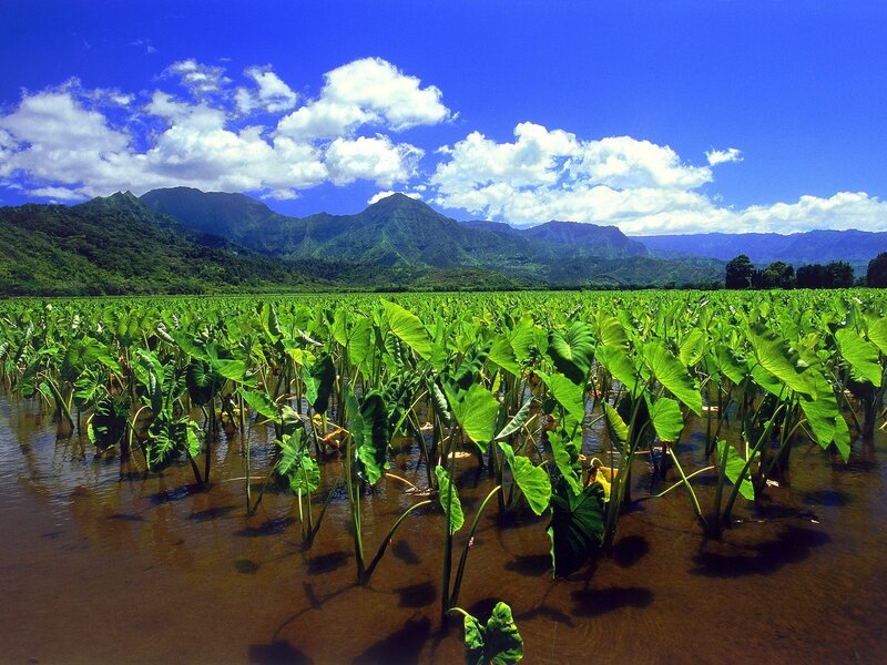 Taro Plants in Flooded Field
