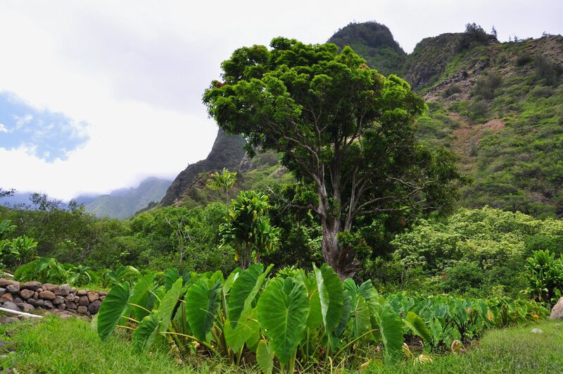 Taro Plants in Valley