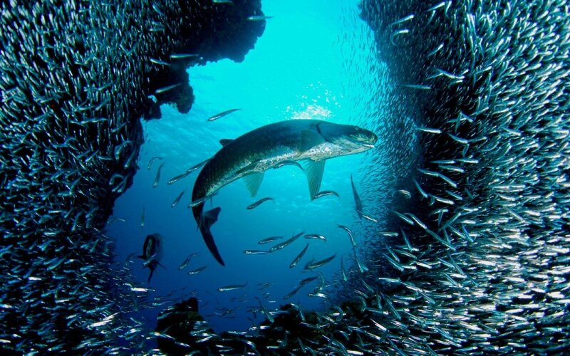 Tarpon Fish in School — Blue, Dramatic