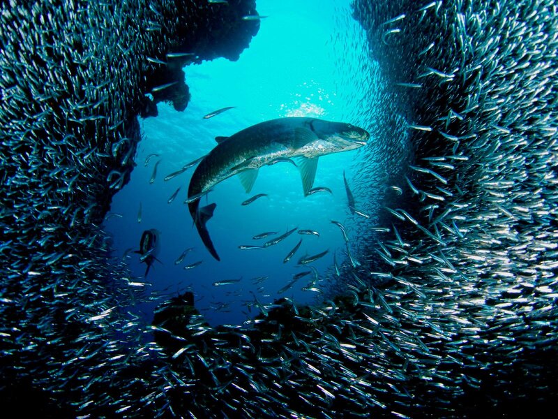 Tarpon Fish in School — Blue