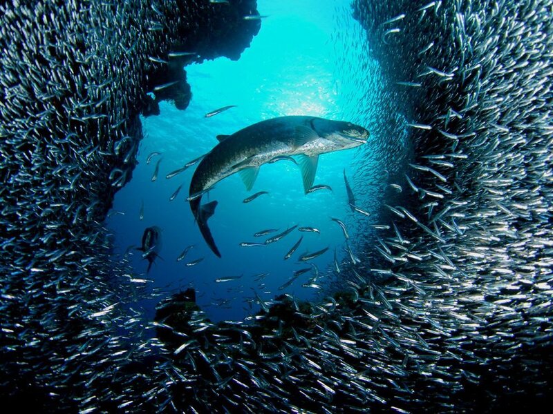 Tarpon Fish in School