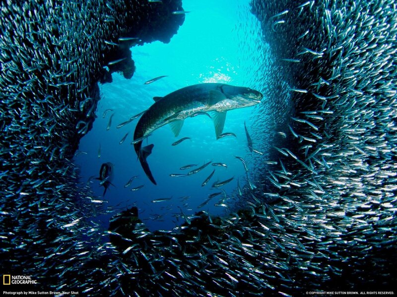 Tarpon hunting in a bait ball