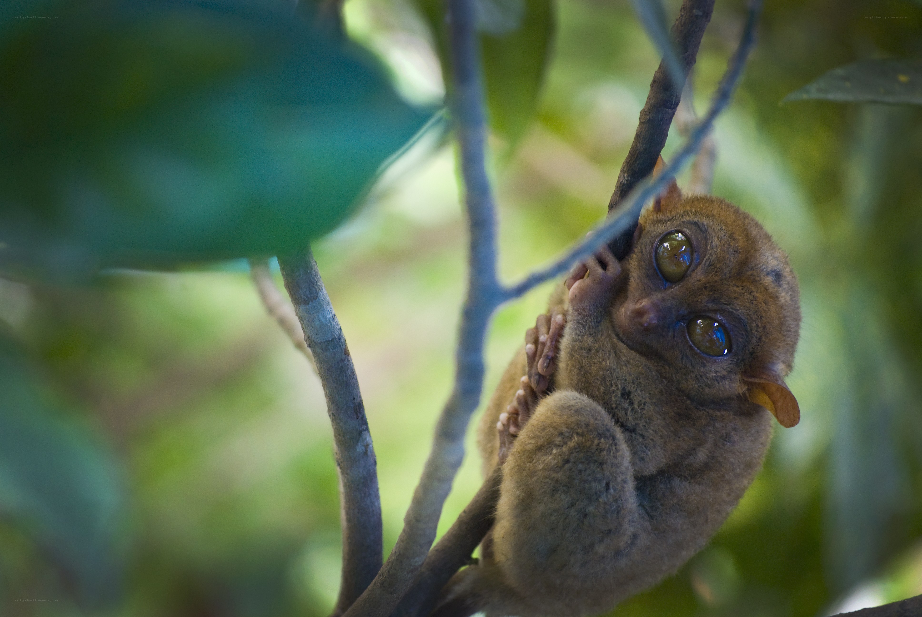 Tarsier clinging to a branch