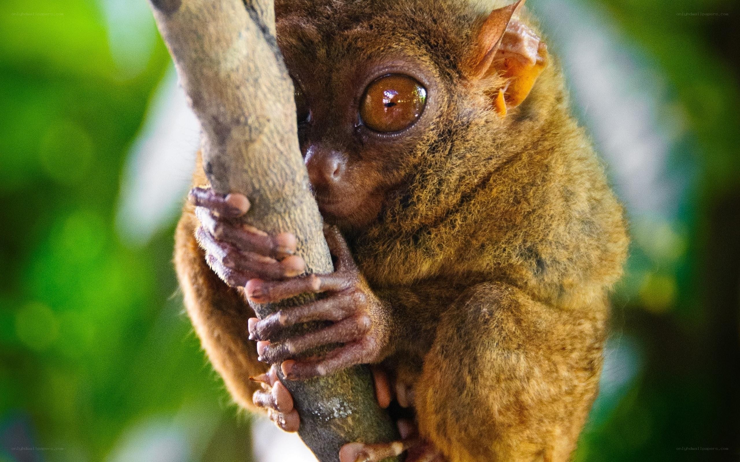 Tarsier holding a branch