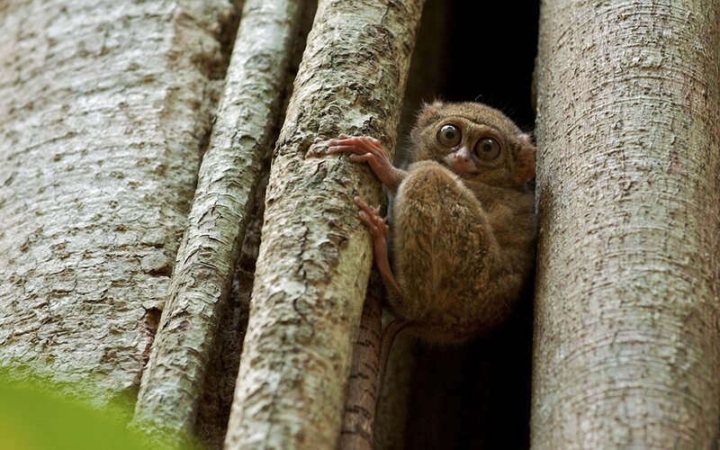 Tarsier in Tree