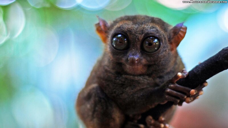 Tarsier on a Branch — Brown