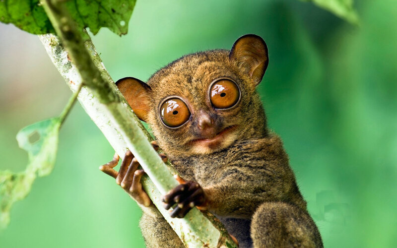 Tarsier on a Branch — Green, Curious