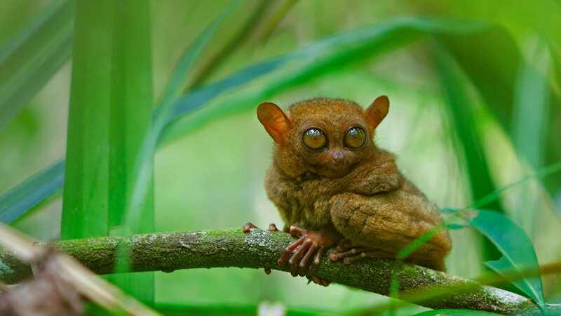 Tarsier on a Branch — Green, Natural, Photograph, Leaves
