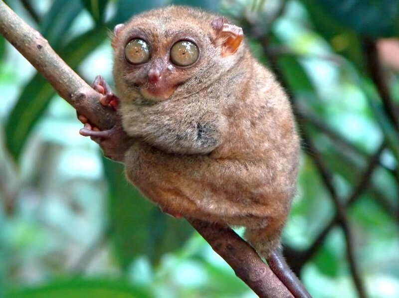 Tarsier on a Branch