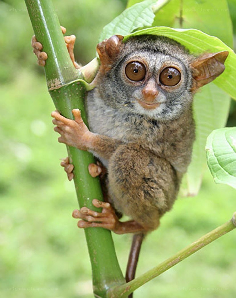 Tarsier on a green branch