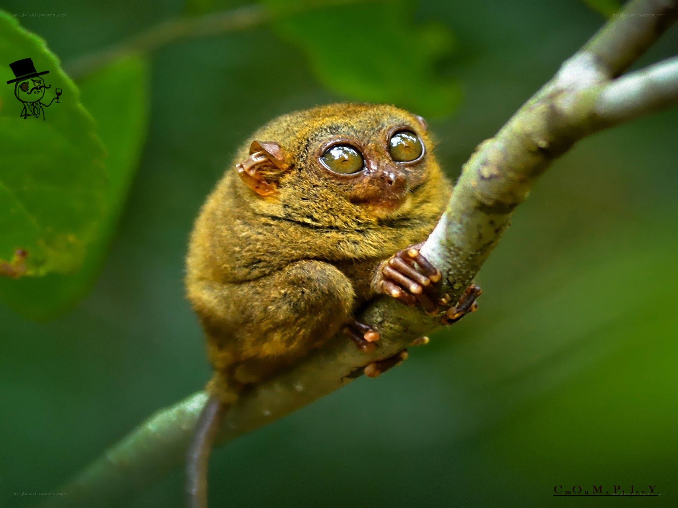 Tarsier on a tree branch