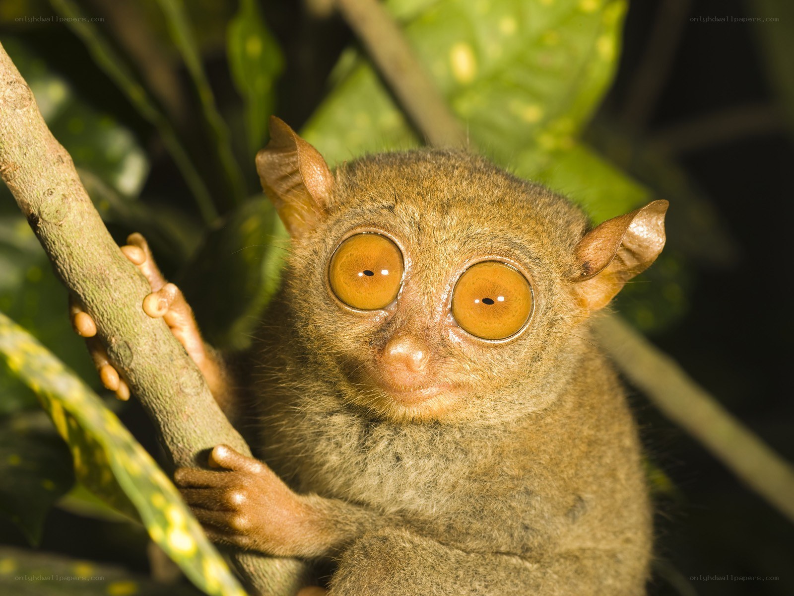 Tarsier on a tree branch