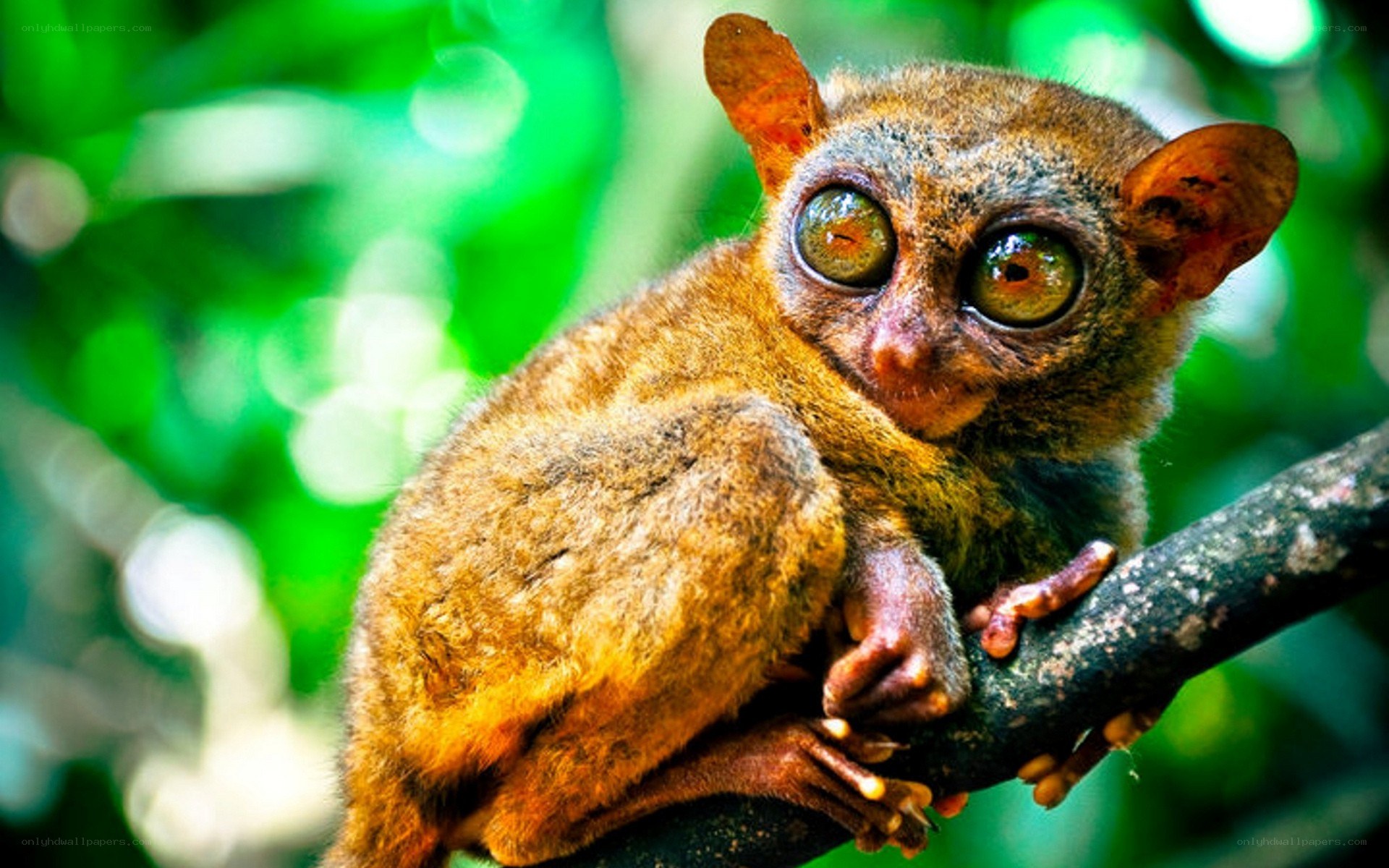 Tarsier on a tree branch