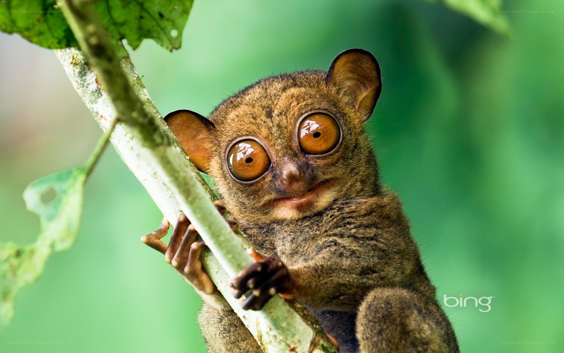Tarsier on a tree branch