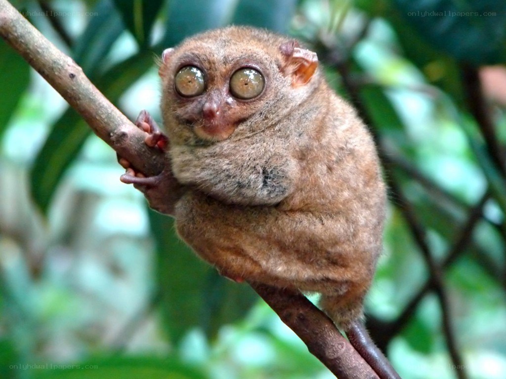Tarsier on a tree branch