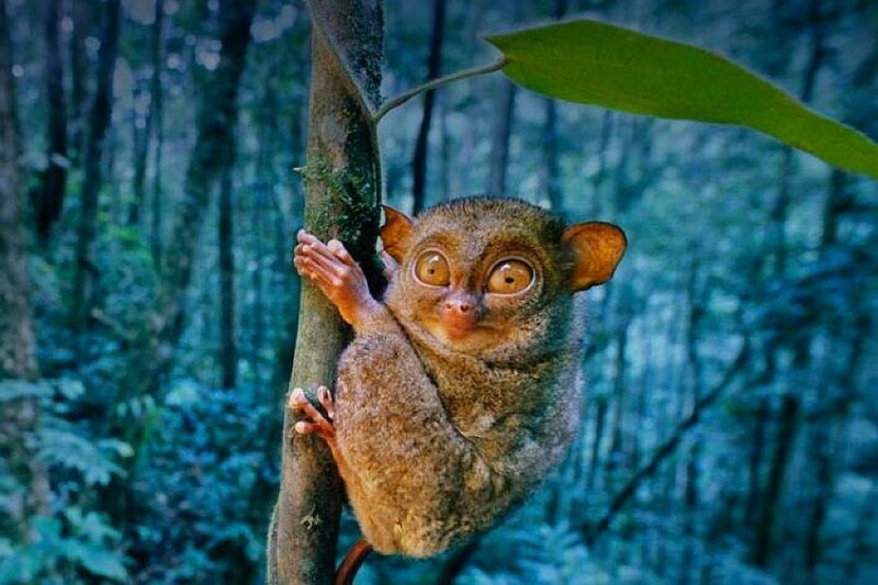 Tarsier on a tree branch