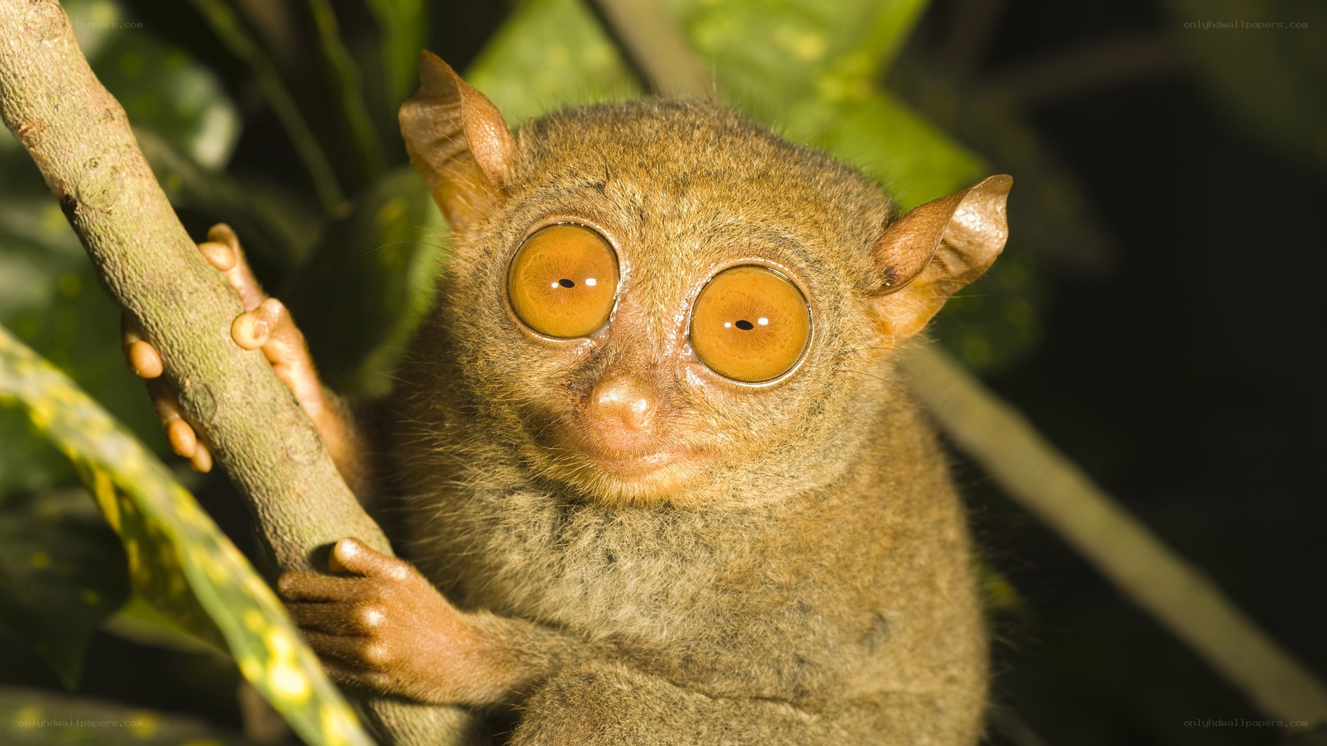 Tarsier on a tree branch