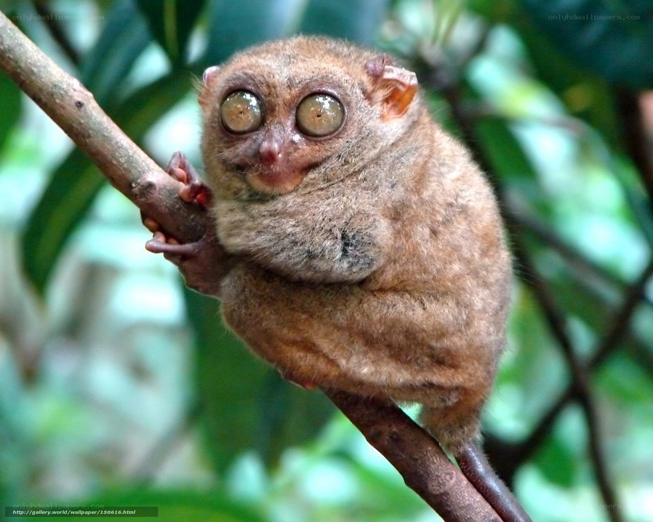 Tarsier on a tree branch