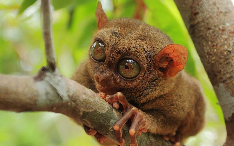 Tarsier on Tree Branch — Brown, Curious, Afternoon, Photograph