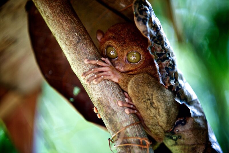 Tarsier on Tree Branch — Brown, Curious, Afternoon