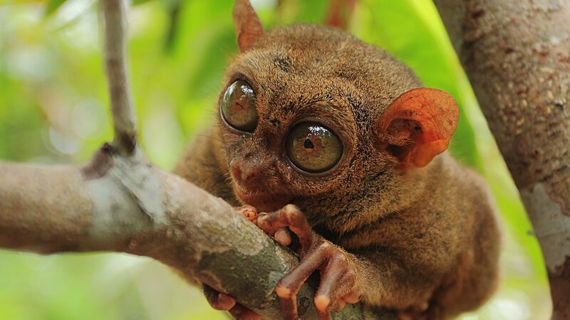 Tarsier on Tree Branch — Brown, Curious