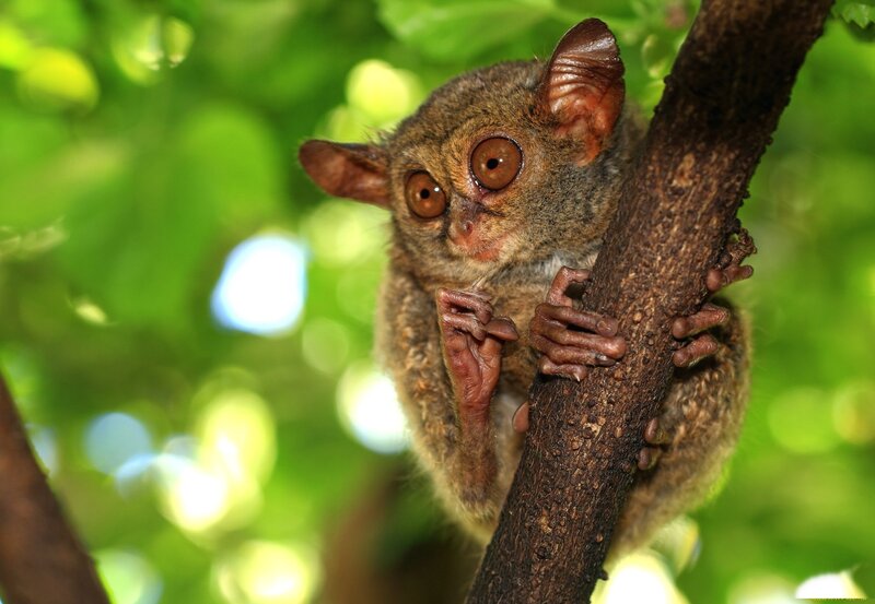 Tarsier on Tree Branch — Brown, Natural, Afternoon