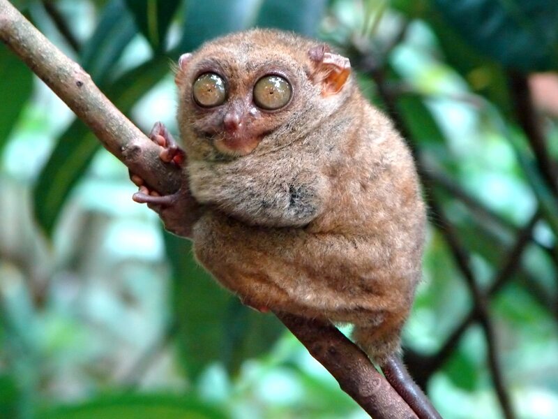 Tarsier on Tree Branch — Brown, Natural, Photograph, Tree Branch