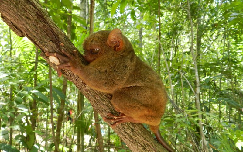 Tarsier on Tree Branch — Brown, Natural