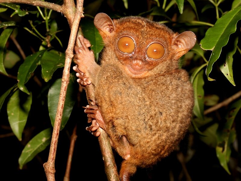 Tarsier on Tree Branch — Brown