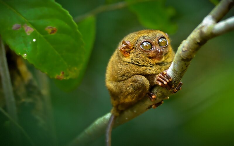 Tarsier on Tree Branch — Green, Natural