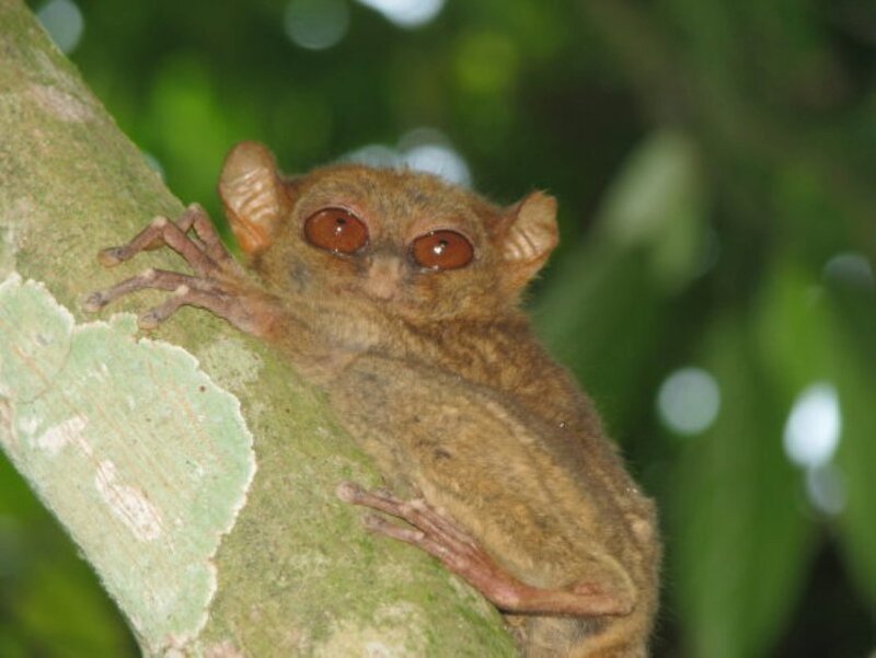 Tarsier on Tree Branch