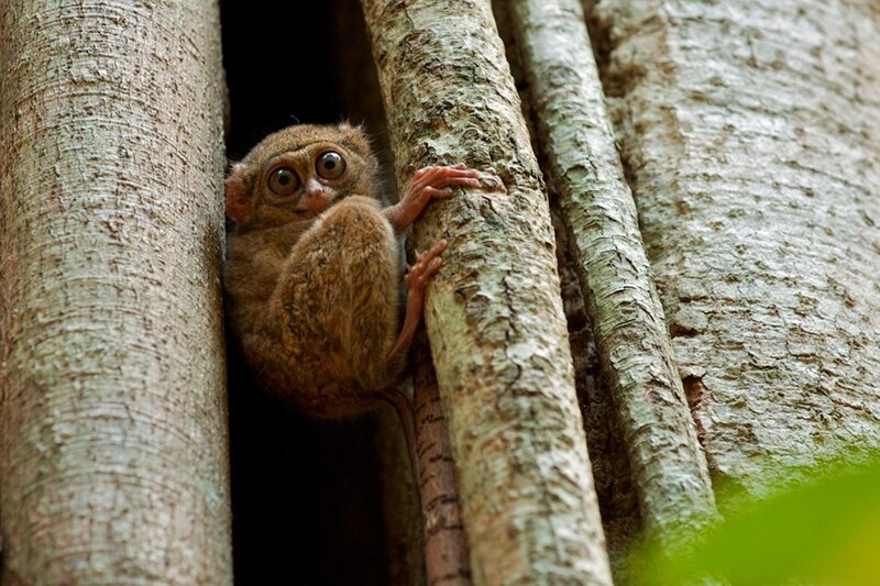 Tarsier peeking from tree