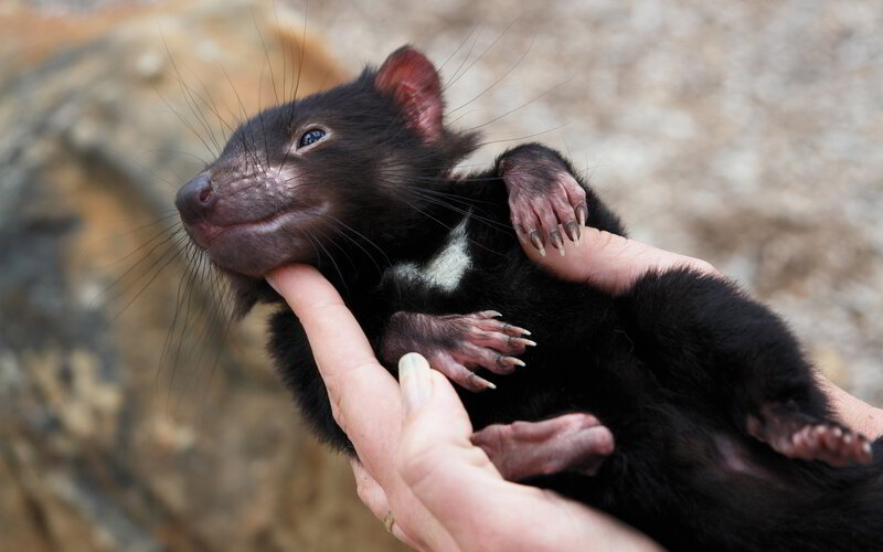 Tasmanian Devil Baby — Black