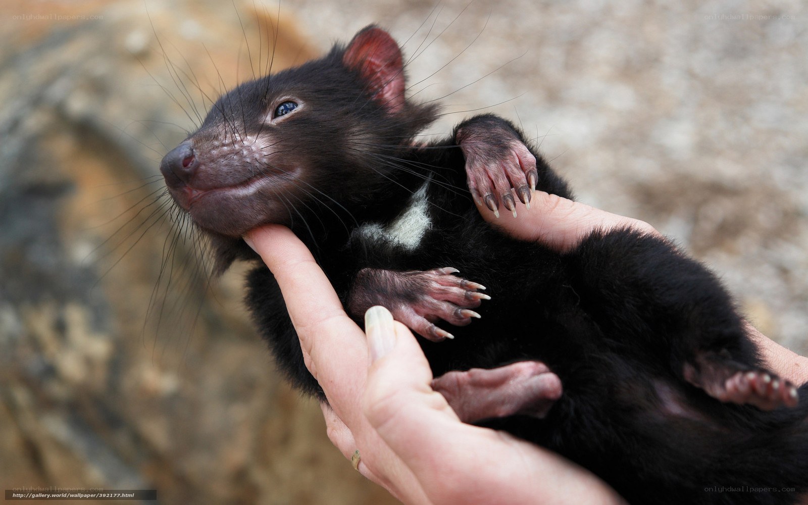 Tasmanian devil baby in hand