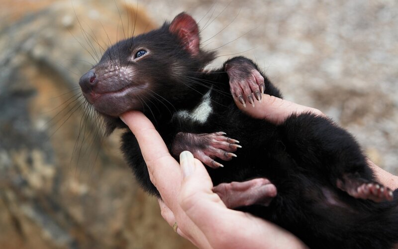 Tasmanian devil baby