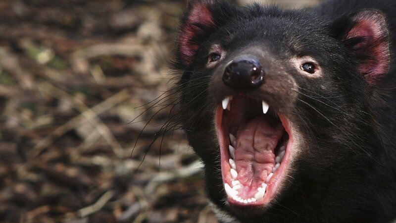Tasmanian Devil — Black, Aggressive, Photograph, Open Mouth, Teeth
