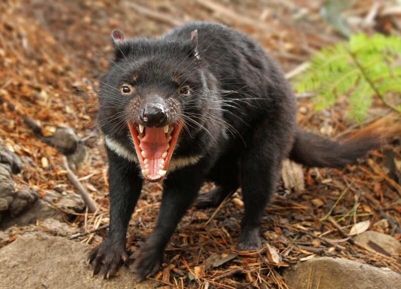 Tasmanian Devil — Black, Aggressive, Photograph