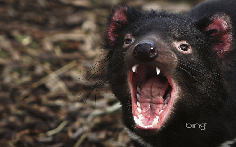 Tasmanian Devil — Black, Aggressive