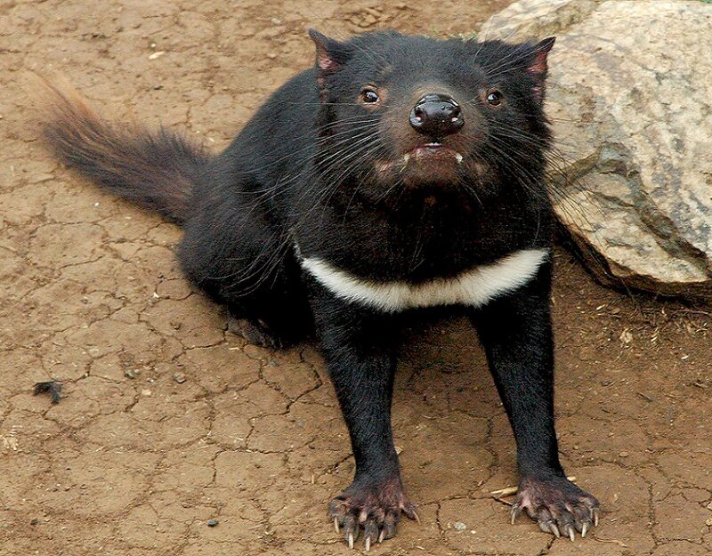 Tasmanian Devil — Black, Alert