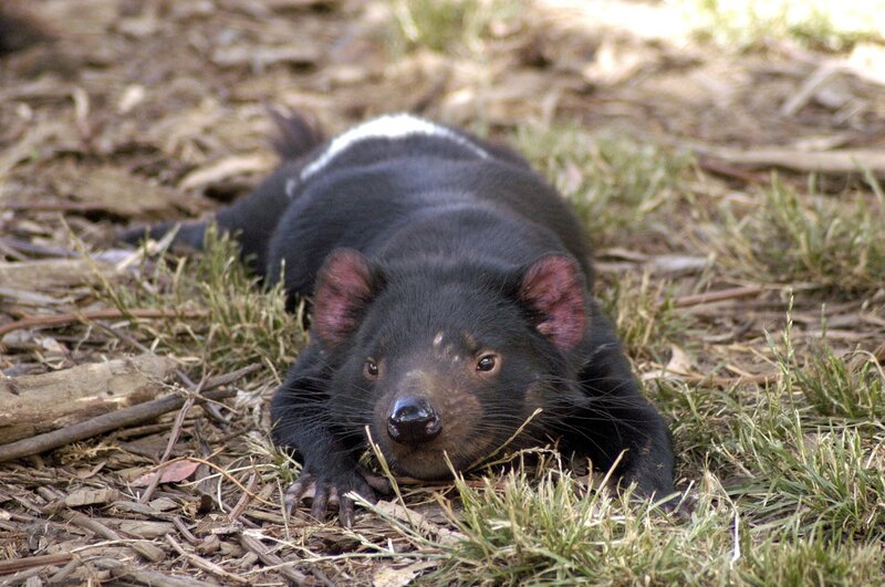 Tasmanian Devil — Black, Natural, Afternoon