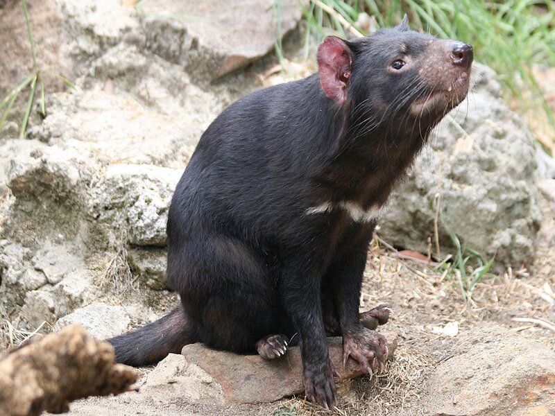 Tasmanian Devil — Black, Natural