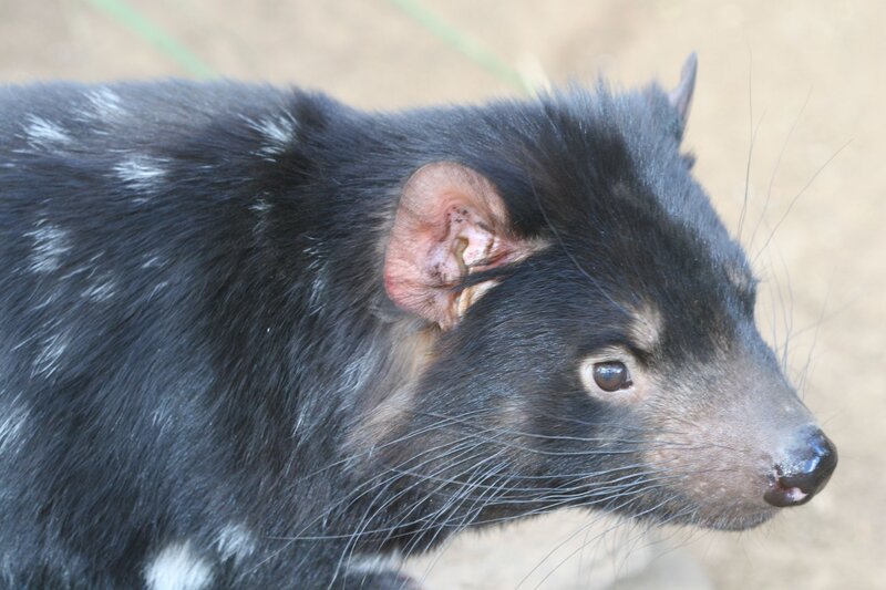 Tasmanian Devil — Black, Neutral