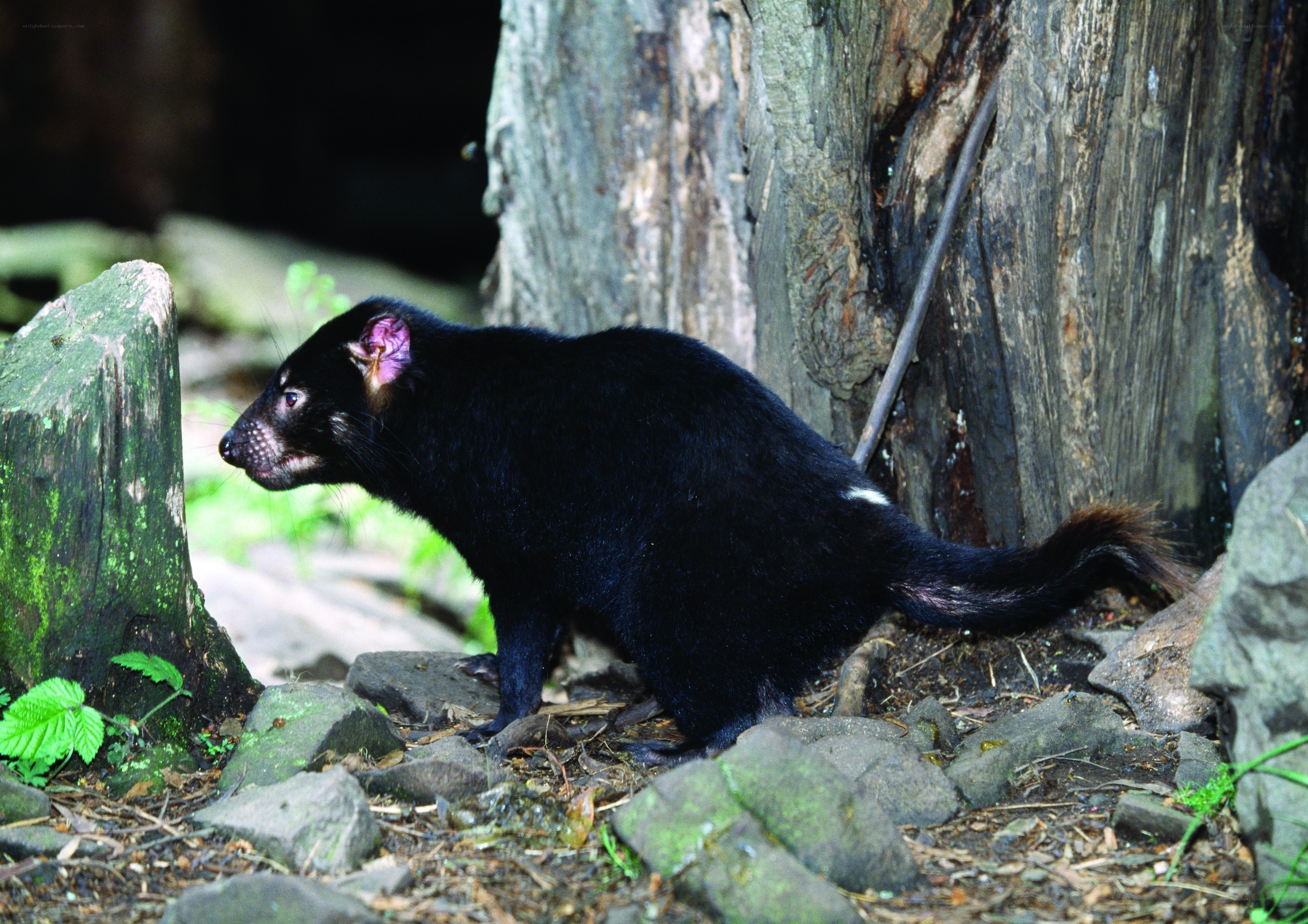 Tasmanian devil in forest