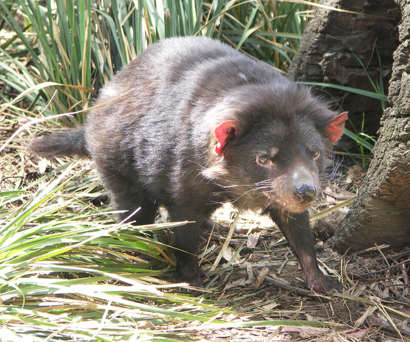Tasmanian devil in grass